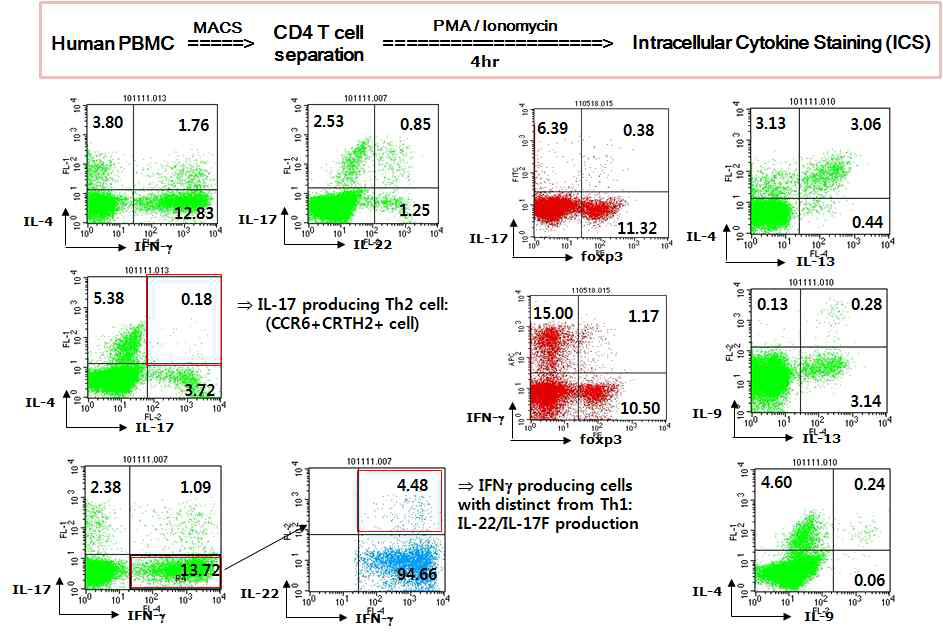 사람 혈액 내 CD4 T 세포의 아형 분 석 분리한 사람 CD4 T 세포를 intracellular staining을 통해 염증성 T 세포 아형 및 면역 조 절 T 세포 아형의 구성 을 분석함