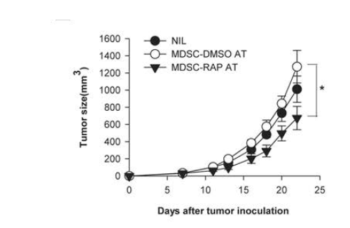 Rapamycin에 의해 FKBP51이 억제된 MDSC가 tumor 성장에 미치는 영향 말기 암을 가 진 마우스의 비장에서 MDSC를 분리하고 rapamycin, DMSO 또는 media (Nil)와 함께 2시간 동안 공배양 후, 7일 전에 Her-2/CT26 암 세포를 피하 주입 받은 마우스에 투여하고 암의 성장을 측정함