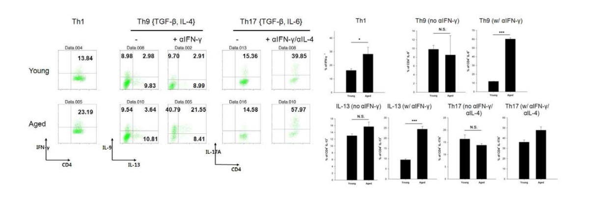 염증성 T 세포로의 분화 양상 비교 어린 생쥐와 노화 생쥐의 비장 및 임파절 세포에 서 FACS를 이용하여 분리한 naive CD4 T 세포를 각 T 세포 아형 분화 조건과 함께 사이토카 인 중화 항체를 처리하거나 처리하지 않고 4일간 배양 후 분화 정도를 ICS를 통하여 확인함