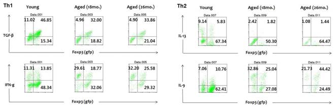 노화에 따른 생쥐 면역 조절 T 세포의 가변성 분석 FACS와 Foxp3-gfp KI 마우스를 이용하여 어린 생쥐와 노화 생쥐의 면역 조절 T 세포만을 살아있는 채로 분리해낸 후 항 CD3 항체와 항 CD28 항체 자극 하에 각 염증성 환경에서 4일간 배양하였을 때 염증성 T 세 포로의 전환되는 정도를 ICS를 통해 확인함