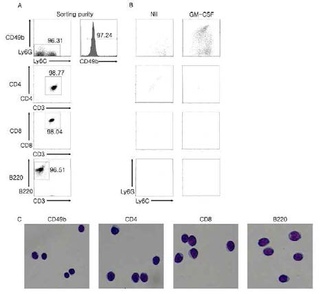 자연 살해 세 포 (NK cell)의 미분화 골수성 세포 (MDSC)로 의 분화 생쥐의 자연 살 해 세포와 CD4 T 세포, CD8 T 세포, B 세포를 각각 분리하여 GM-CSF 자극, 혹은 무자극으로 5일간 배양 후 분화 양 상 관찰함