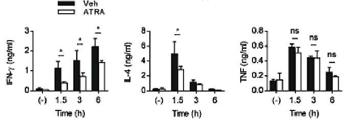 레티노산에 의한 Con-A 유도 혈청 사이토카 인 level 변화 간 손상을 일으키고 레티노산을 처리 하지 않거나 처리한 마우 스의 혈청에서 IFN-γ, IL-4, TNF-α의 양을 ELISA를 통해 측정함