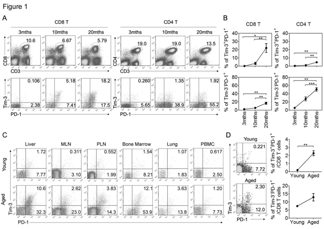 노화에 의해 증가 하는 Tim-3+PD-1+ CD8 T 세포 (A, B) 3, 10, 20개월령 생쥐의 비장의 CD8 T 세포 와 CD4 T 세포에서 Tim-3 와 PD-1의 발현 정도 분석. (C, D) 간, 림프절, 골수, 폐, 말초 혈액과 흉선에 존재하 는 CD8 T 세포에서 어린 생쥐와 노화 생쥐 간의 Tim-3 및 PD-1의 발현 정 도 비교