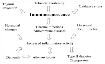 Immunosenescence and age-related diseases