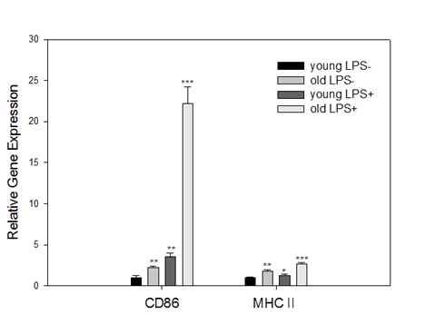 각 네 군에서의 CD86, MHCⅡ 유전자의 발현 차이