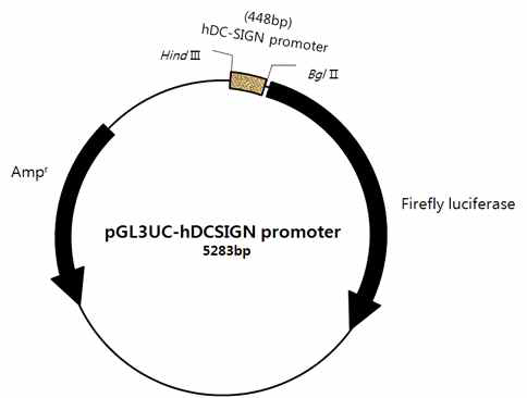 luciferase reporter assay를 위한 vector map