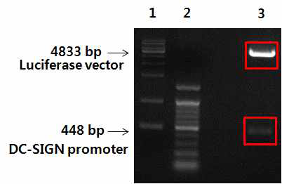 Band of luciferase vefctor and DC-SIGN promoter