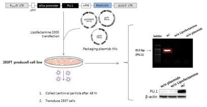 293T-PU.1 stable cell lines 제작 과정