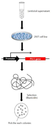 293T-PU.1 stable cell line