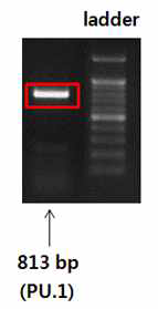 RT-PCR을 통한 PU.1 확인