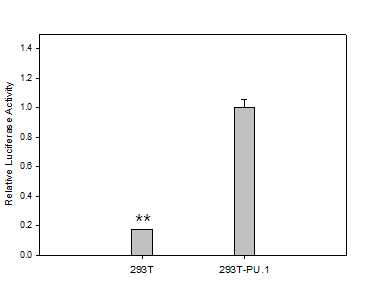 Luciferase activity을 통한 PU.1 확인