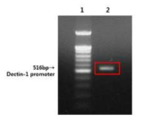 Dectin-1 promoter PCR
