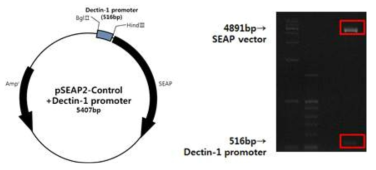Dectin-1 promoter-SEAP vector의 생산