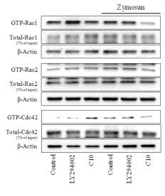 Rac1, Rac2, Cdc42의 활성 변화