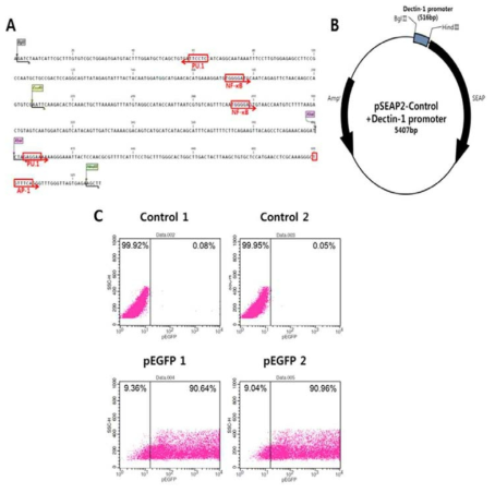 pSEAP-control : Dectin-1 promoter vector와 transfection 효율