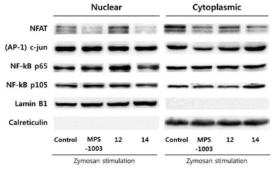 Zymosan과 유도체에 의한 전사인자 활성 변화