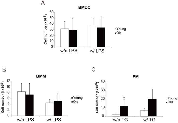 미성숙 골수세포를 in vitro에서 GM-CSF, M-CSF 등으로 배양했을 때 회복하는 BMDC (A) 및 BMM 세포 수 (B). (C) Thioglycollate 처리 유무에 따른 PM의 수