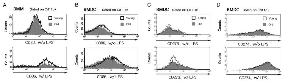 LPS 처리 후 노화에 따른 BMM, BMDC에서의 CD86, CD273, CD274 발현 비교