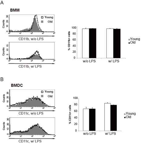 미성숙 골수세포를 in vitro에서 GM-CSF, M-CSF 등으로 배양했을 때의 BMM (A) 및 BMDC (B) 으로의 분화능 비교