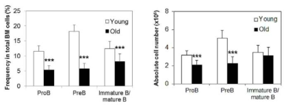 노화에 따른 B 세포 아형의 변화.