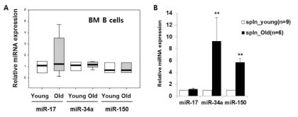 B 세포 발달에 관여하는 miRNA의 노화에 따른 발현 변화.