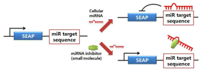 SEAP (secreted alkaline phosphatase) reporter assay system을 이용한miRNA 억제제의 탐색.