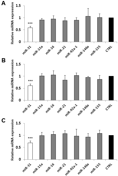 화합물 (2), (3), (4)에 의한 miR-31의 선택적 발현 억제.