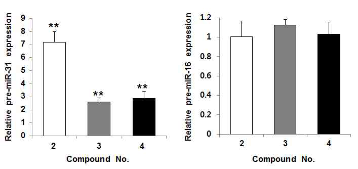 miR-31 조절제에 의한 pre-miR-31 및 pre-miR-16의 발현 변화.
