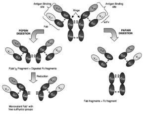 Pepsin 및 papain을 이용한 IgG immunoglobulin의 단편화 모식도