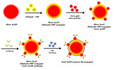 Dual AuNP-Enzyme-Ab conjugate 합성 과정