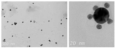 Dual AuNP-Enzyme- Ab conjugate 입자 TEM 사진