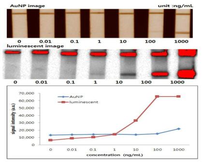 Dual AuNP-Enzyme-Ab conjugate를 이용한 Troponin assay 결과