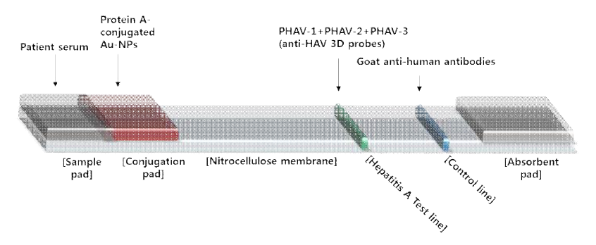 항체 검출용 단백질 나노입자를 기존의 현장 진단에 사용하는 시스템인 Lateral flow assay (LFA)시스템에 접목시켜 구축한 진단 시스템의 그림