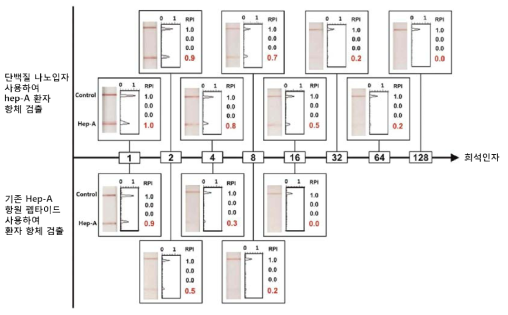 Hepatitis A virus의 검출 결과