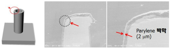 기능성파릴렌 박막이 코팅된 마이크로니들의 입구부분 SEM이미지.
