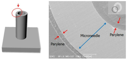 기능성파릴렌 박막이 코팅된 마이크로니들 입구(top-view) SEM이미지.