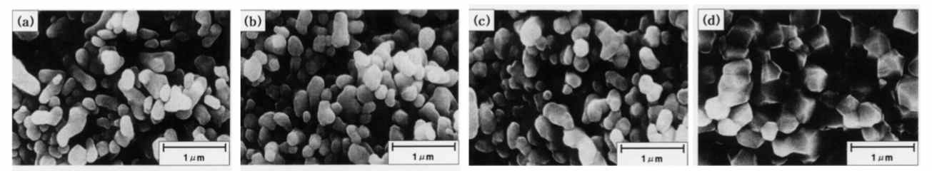 소결온도의 변화에 따른 미세구조: (a)1000oC, (b)1100oC, (c)1200oC, (d)1300oC