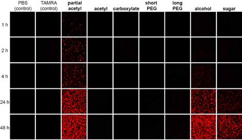 신규 화합물의 망막세포(ARPE-19)에 대한 cellular uptake profile 결과.