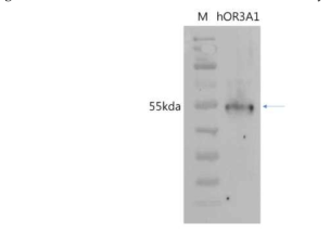 후각수용체 hOR3A1을 이용하여 대장균시스템에서의 대량생산 조건 최적화