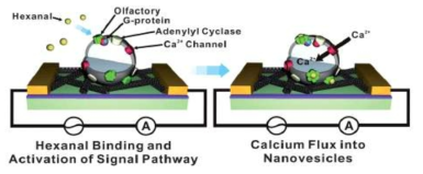 후각 신호전달에 의하여 나노베지클 내로 칼슘이온이 유입되고, 이는 탄소나노튜브 트랜지스터의 전류량의 변화를 유발