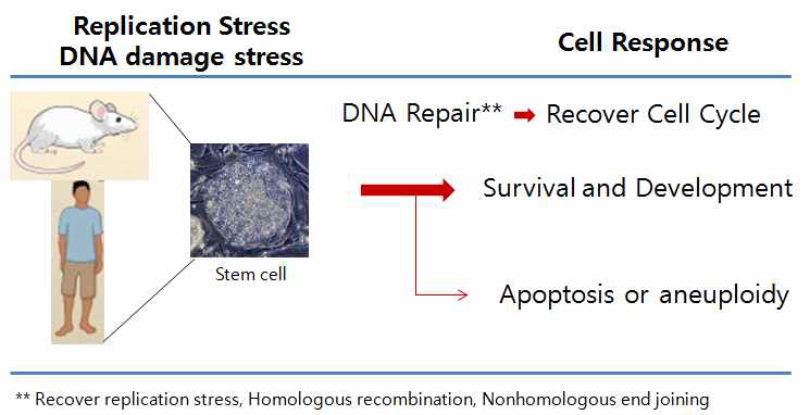 유전체 불안정화에 따른 세포 손상 및 회복