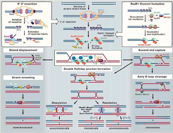 Homologous recombination에 의한 DNA double-strand break의 수선 과정