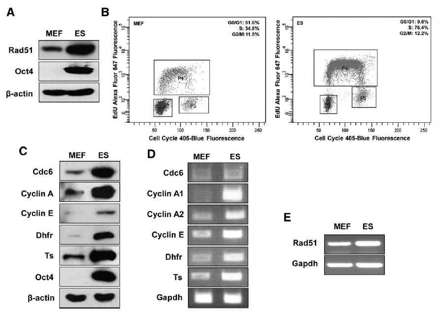 ES cell에서의 Rad51 및 DNA 복제 관련 단백질의 발현 패턴 분석