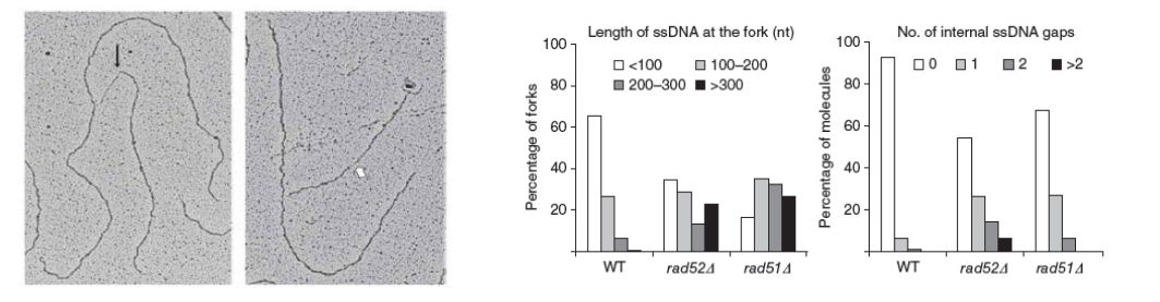 Rad51 knock-out에 의해 repliction fork 주변의 DNA 길이 변화