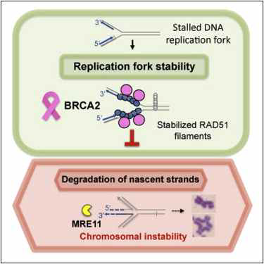 BRCA2 coating에 의한 replication fork의 MRE11 mediated degradation 방지 효과