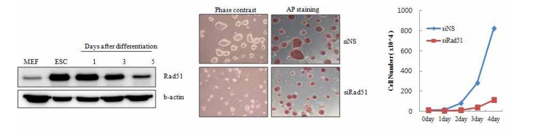 배아줄기세포의 분화과정에서 Rad51의 발현 패턴 및 siRad51 처리된 배아줄기세포의 생 장에 미치는 영향 분석
