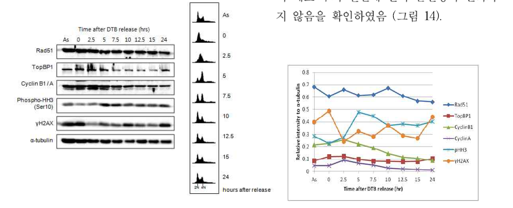 줄기세포 단일화 처리 후 유전자 복제 및 안정화 관련 단백질의 발현패턴 분석.