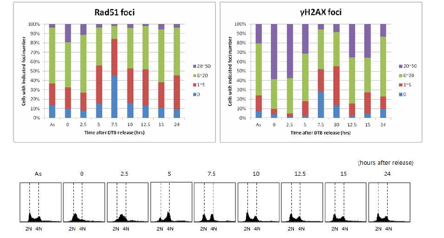 줄기세포의 세포주기 과정에서의 Rad51 및 rH2AX의 DNA 결합 형성 분석