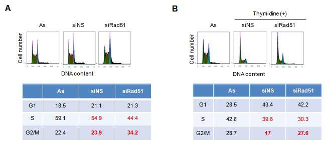 Rad51-deficient mESCs are partially arrested in G2/M phase.