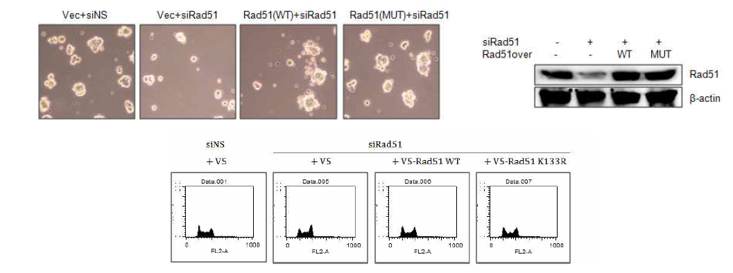 siRad51 도입에 의해 유도된 배아줄기세포 생장억제가 wild type 및 ATPase activity 저해 돌연변이 Rad51 (Rad51K133R)에 의해 회복됨